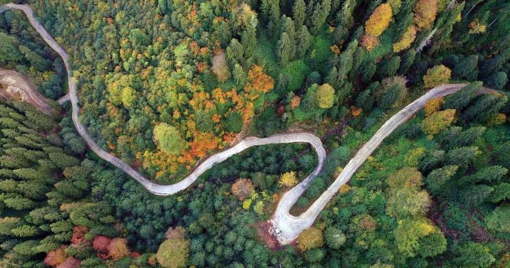 International Day of Forests